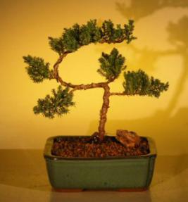 Juniper Bonsai Tree - Trained<br><i>(juniper procumbens nana)</i>