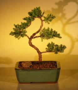 Juniper Bonsai Tree - Trained<br><i>(juniper procumbens nana)</i>