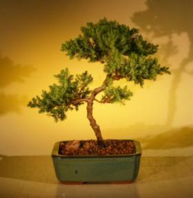 Juniper Bonsai Tree - Trained<br><i>(juniper procumbens nana)</i>