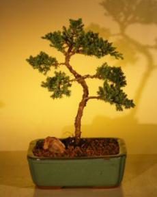 Juniper Bonsai Tree - Trained<br><i>(juniper procumbens nana)</i>