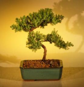 Juniper Bonsai Tree - Trained<br><i>(juniper procumbens nana)</i>