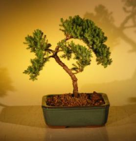 Juniper Bonsai Tree - Trained<br><i>(juniper procumbens nana)</i>