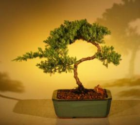 Juniper Bonsai Tree - Trained<br><i>(juniper procumbens nana)</i>