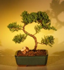 Juniper Bonsai Tree - Trained<br><i>(juniper procumbens nana)</i>