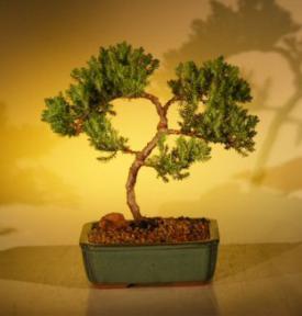 Juniper Bonsai Tree - Trained<br><i>(juniper procumbens nana)</i>