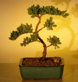 Juniper Bonsai Tree - Trained<br><i>(juniper procumbens nana)</i>