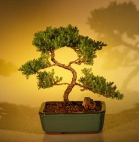 Juniper Bonsai Tree - Trained<br><i>(juniper procumbens nana)</i>