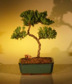 Juniper Bonsai Tree - Trained<br><i>(juniper procumbens nana)</i>