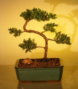 Juniper Bonsai Tree - Trained<br><i>(juniper procumbens nana)</i>