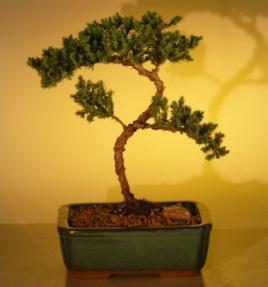 Juniper Bonsai Tree - Trained<br><i>(juniper procumbens nana)</i>