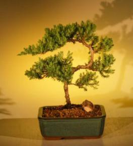 Juniper Bonsai Tree - Trained<br><i>(juniper procumbens nana)</i>