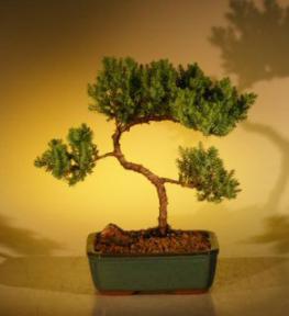 Juniper Bonsai Tree - Trained<br><i>(juniper procumbens nana)</i>