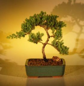 Juniper Bonsai Tree - Trained<br><i>(juniper procumbens nana)</i>