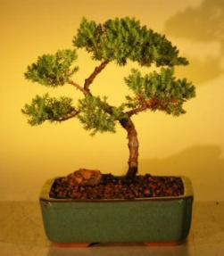 Juniper Bonsai Tree - Trained<br><i>(juniper procumbens nana)</i>