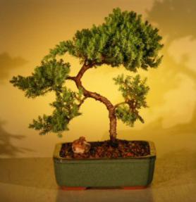 Juniper Bonsai Tree - Trained<br><i>(juniper procumbens nana)</i>