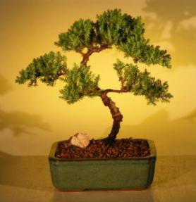 Juniper Bonsai Tree - Trained<br><i>(juniper procumbens nana)</i>