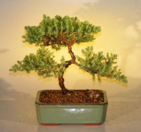 Juniper Bonsai Tree - Trained<br><i>(juniper procumbens nana)</i>