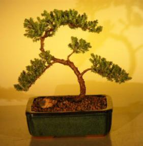 Juniper Bonsai Tree - Trained<br><i>(juniper procumbens nana)</i>