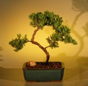 Juniper Bonsai Tree - Trained<br><i>(juniper procumbens nana)</i>