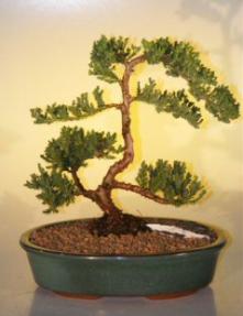 Juniper Bonsai Tree <br><i>(juniper procumbens nana)</i>