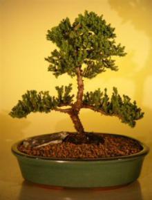 Juniper Bonsai Tree <br><i>(juniper procumbens nana)</i>