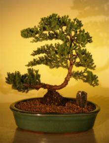 Juniper Bonsai Tree <br><i>(juniper procumbens nana)</i>