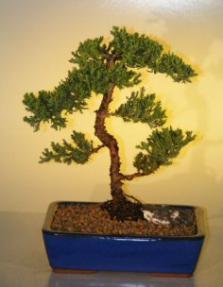 Juniper Bonsai Tree<br><i>(juniper procumbens nana)</i>