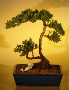 Juniper Bonsai Tree<br><i>(juniper procumbens nana)</i>