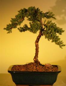 Juniper Bonsai Tree - Juniper Senior<br><i>(juniper procumbens nana)</i>