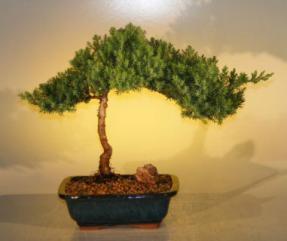 Juniper Bonsai Tree - Juniper Senior<br><i>(juniper procumbens nana)</i>