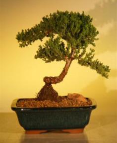 Juniper Bonsai Tree - Juniper Senior<br><i>(juniper procumbens nana)</i>