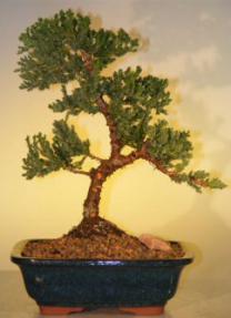Juniper Bonsai Tree - Juniper Senior<br><i>(juniper procumbens nana)</i>
