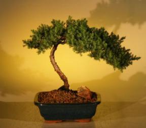 Juniper Bonsai Tree - Juniper Senior<br><i>(juniper procumbens nana)</i>