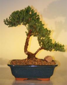 Juniper Bonsai Tree - Juniper Senior<br><i>(juniper procumbens nana)</i>