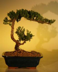 Juniper Bonsai Tree - Juniper Senior<br><i>(juniper procumbens nana)</i>