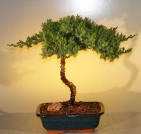 Juniper Bonsai Tree - Juniper Senior<br><i>(juniper procumbens nana)</i>