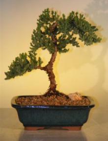 Juniper Bonsai Tree - Juniper Senior<br><i>(juniper procumbens nana)</i>