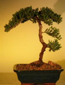 Juniper Bonsai Tree - Juniper Senior<br><i>(juniper procumbens nana)</i>