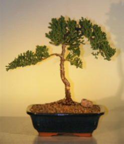 Juniper Bonsai Tree - Juniper Senior<br><i>(juniper procumbens nana)</i>