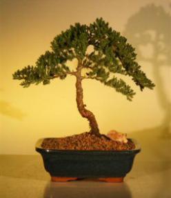 Juniper Bonsai Tree - Juniper Senior<br><i>(juniper procumbens nana)</i>