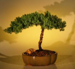 Juniper Bonsai Tree - Juniper Senior<br><i>(juniper procumbens nana)</i>