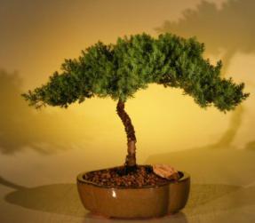 Juniper Bonsai Tree - Juniper Senior<br><i>(juniper procumbens nana)</i>