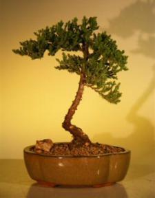 Juniper Bonsai Tree - Juniper Senior<br><i>(juniper procumbens nana)</i>