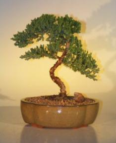 Juniper Bonsai Tree - Juniper Senior<br><i>(juniper procumbens nana)</i>