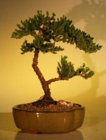 Juniper Bonsai Tree - Juniper Senior<br><i>(juniper procumbens nana)</i>