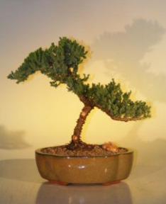 Juniper Bonsai Tree - Juniper Senior<br><i>(juniper procumbens nana)</i>