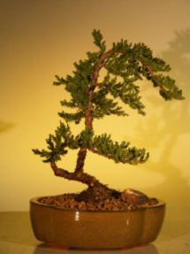 Juniper Bonsai Tree - Juniper Senior<br><i>(juniper procumbens nana)</i>