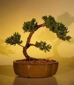 Juniper Bonsai Tree - Juniper Senior<br><i>(juniper procumbens nana)</i>