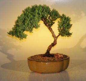 Juniper Bonsai Tree - Juniper Senior<br><i>(juniper procumbens nana)</i>