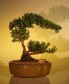 Juniper Bonsai Tree - Juniper Senior<br><i>(juniper procumbens nana)</i>